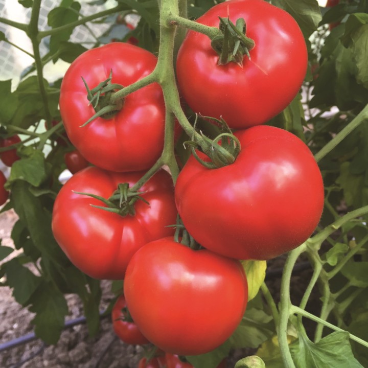 Graines de Tomate JOUVANCE F1 ronde - Non traité - Les Toqués
