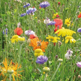 Mélange Prairie fleurie Champêtre