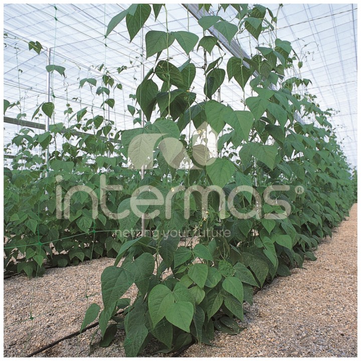Filet à ramer pour plantes grimpantes TREILLINET XL
