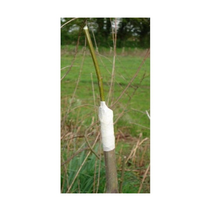 Ruban à Greffer Biodégradable LONODIS largeur 3cm - Rouleau de 20m