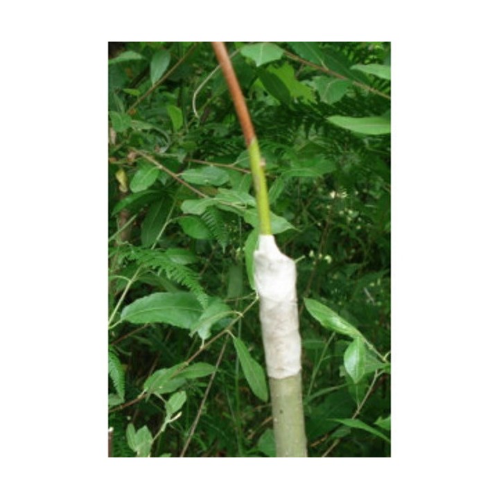 Ruban à Greffer Biodégradable LONODIS largeur 3cm - Rouleau de 20m