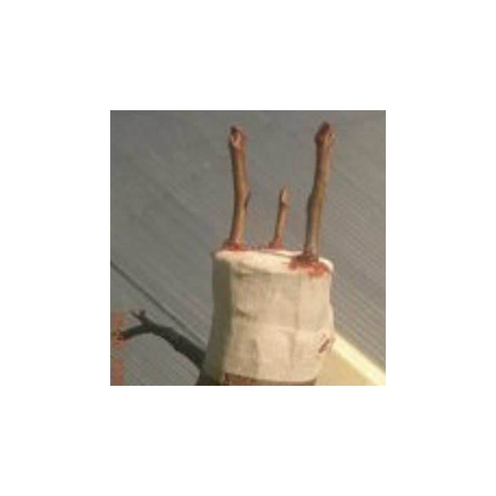 Ruban à Greffer Biodégradable LONODIS largeur 3cm - Rouleau de 20m