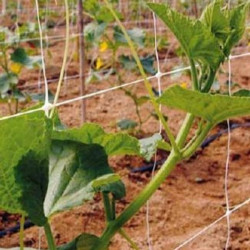 Filet à ramer en polypropylène anti-UV blanc hauteur 2m