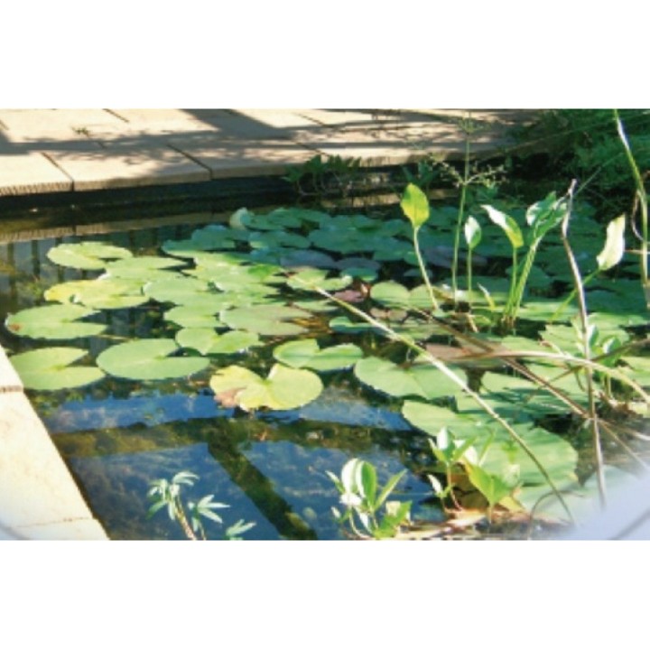 Bassin Jupiter SI Ubbink