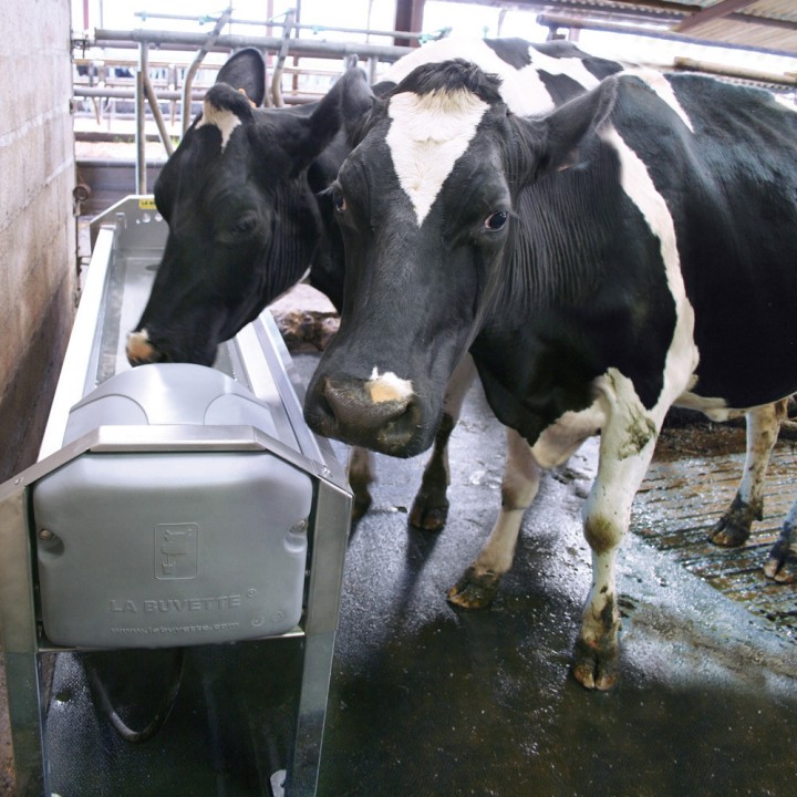 Abreuvoir inox à grande vidange pour vaches laitières GV 150 La Buvette