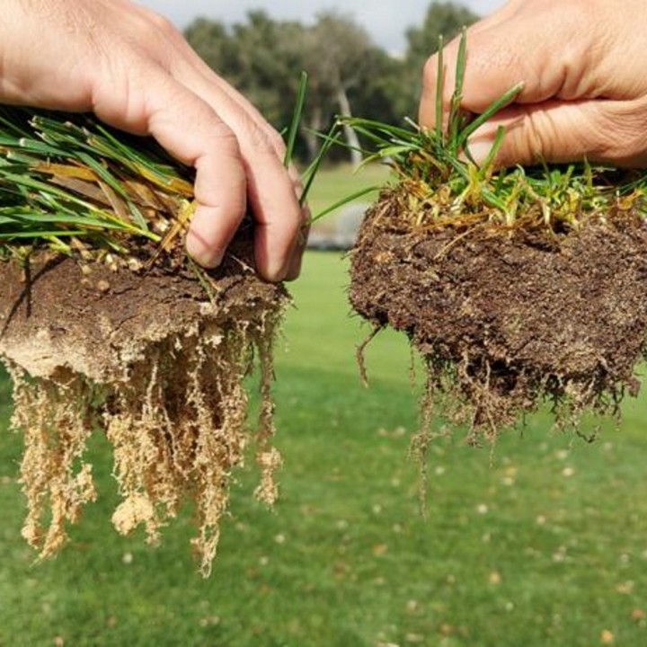 Biostimulant soluble Deep Root stimulateur de racines, boîte 500 g