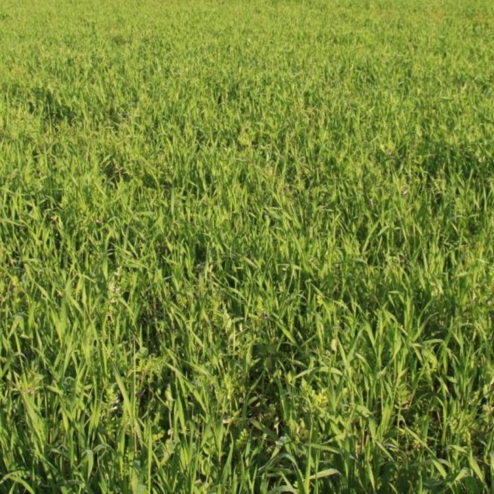 Barenza Zone humide, composition prairies, sac 25 kg