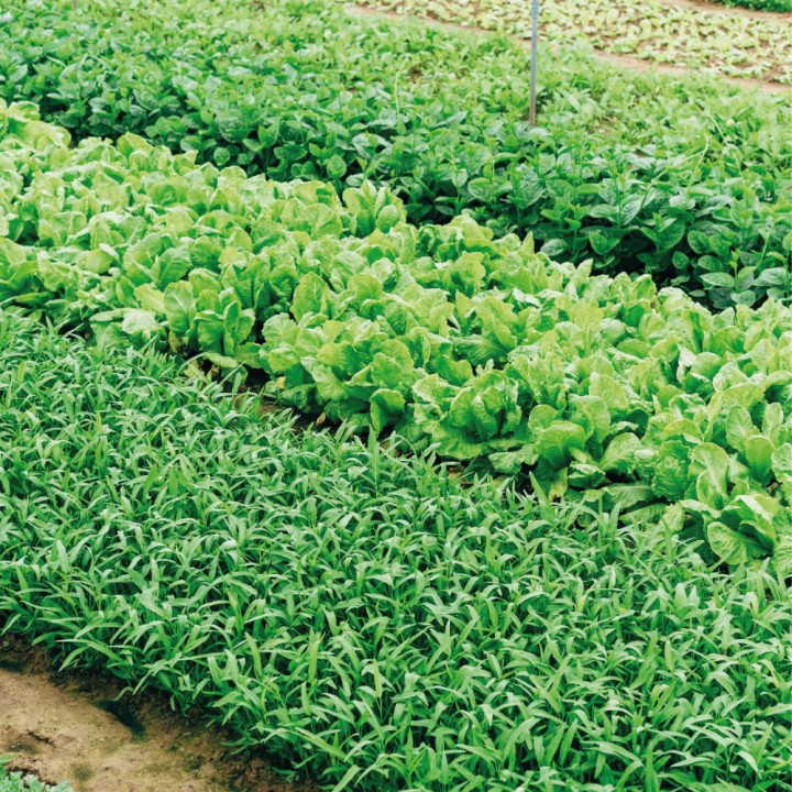 Kit irrigation goutte à goutte Netafim, 130 m²