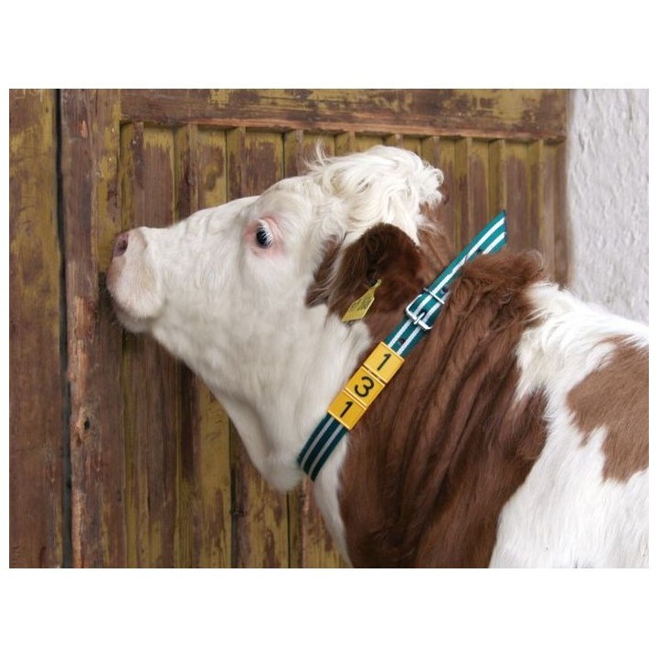 Collier de marquage vert et blanc pour bovins Kerbl