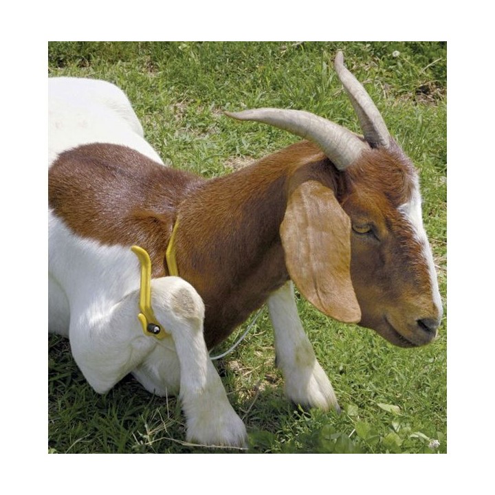 Entrave Gambrel grande taille jaune pour moutons et chèvres Kerbl