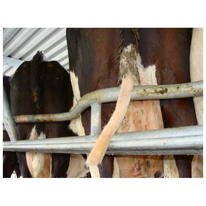 Tondeuse pour queues de vaches Standard TailWell