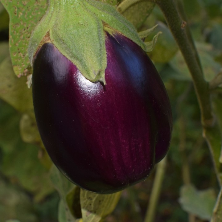 Aubergine BONICA F1 ronde - Non traité