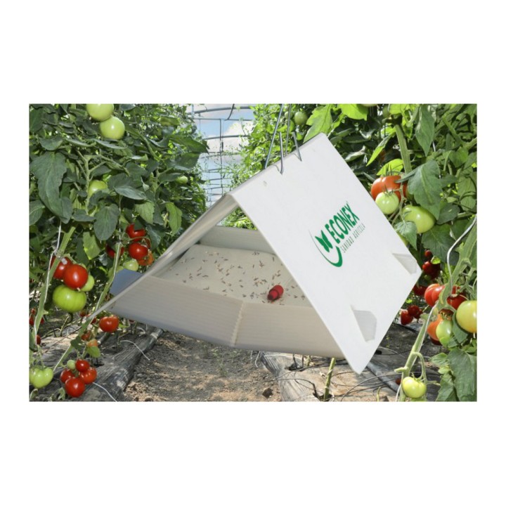 Phéromone Mineuse de la tomate (Tuta absoluta), 90 jours