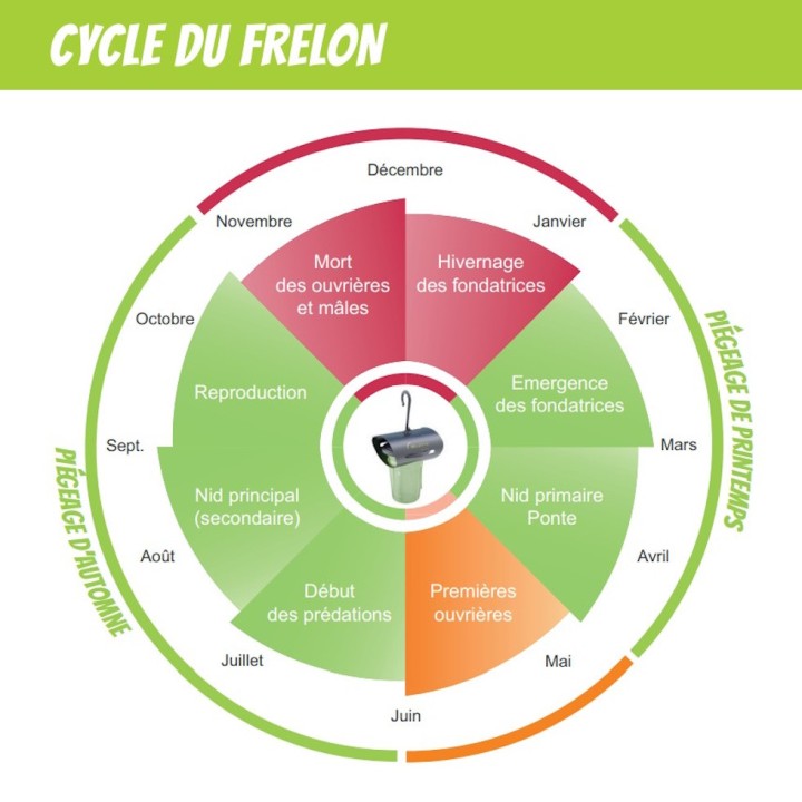Attractif pour piège à frelon asiatique VespaCatch - Bouteille 1 litre