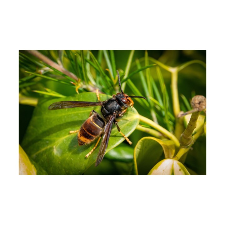 Piège frelon asiatique VELUTINATRAP®