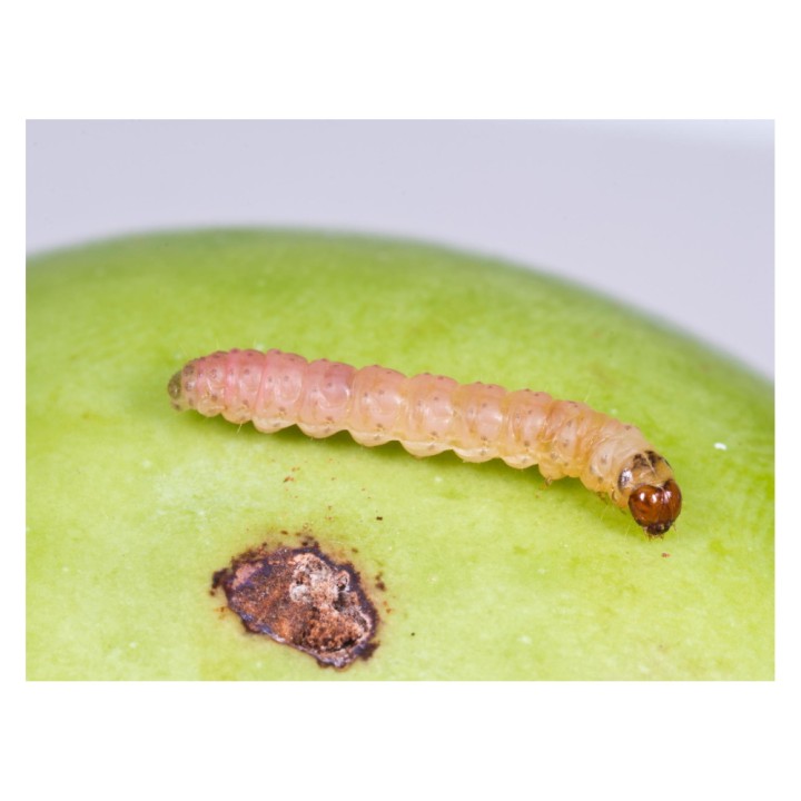 Phéromone Carpocapse des pommes et des poires (Cydia pomonella), 90 jours