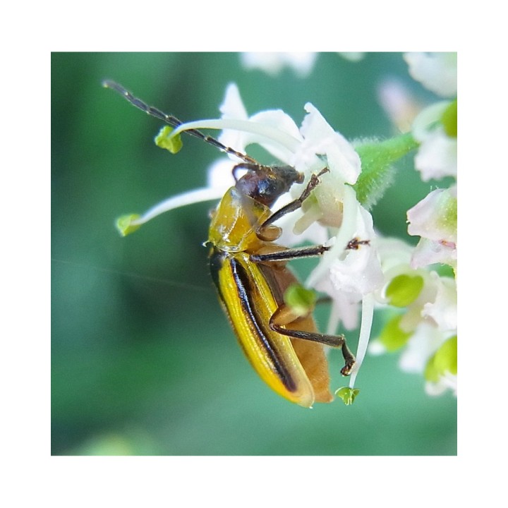 Phéromone Chrysomèle des racines du maïs (Diabrotica Virgifera), 60 jours