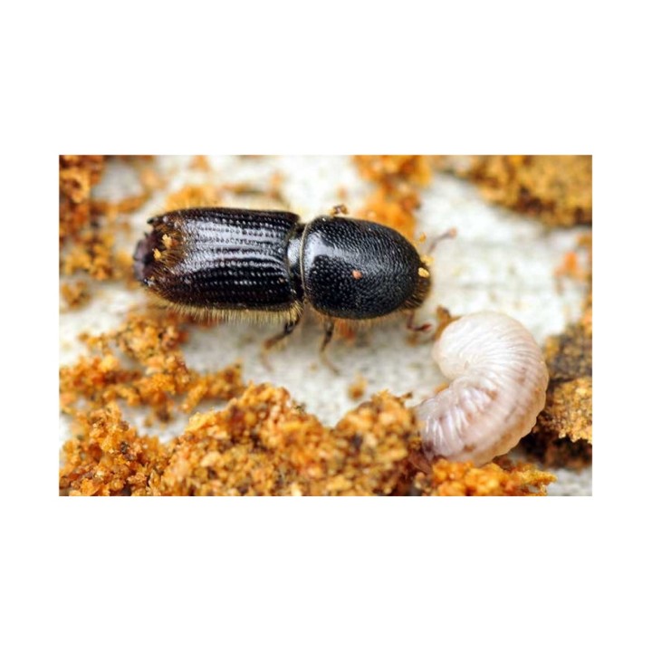 Phéromone Scolytes Ips sexdentatus, 60 jours