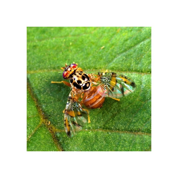 Attractif alimentaire pour la Mouche des fruits (Ceratitis capitata), 100 jours