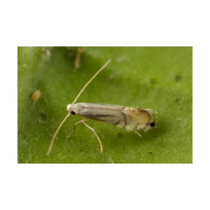 Phéromone Mineuse des feuilles et des pousses des agrumes (Phyllocnistis citrella), 40 jours