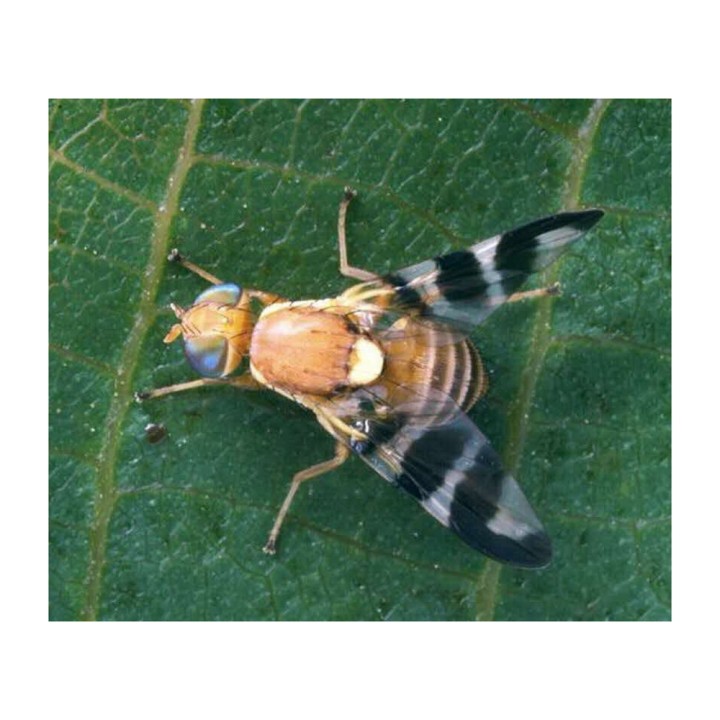 Phéromone Mouche des brous du noyer (Rhagoletis completa), 90 jours