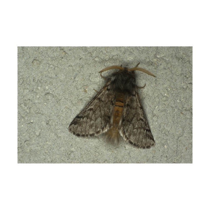 Phéromone Chenille processionnaire du pin (Thaumetopoea pityocampa), 200 jours