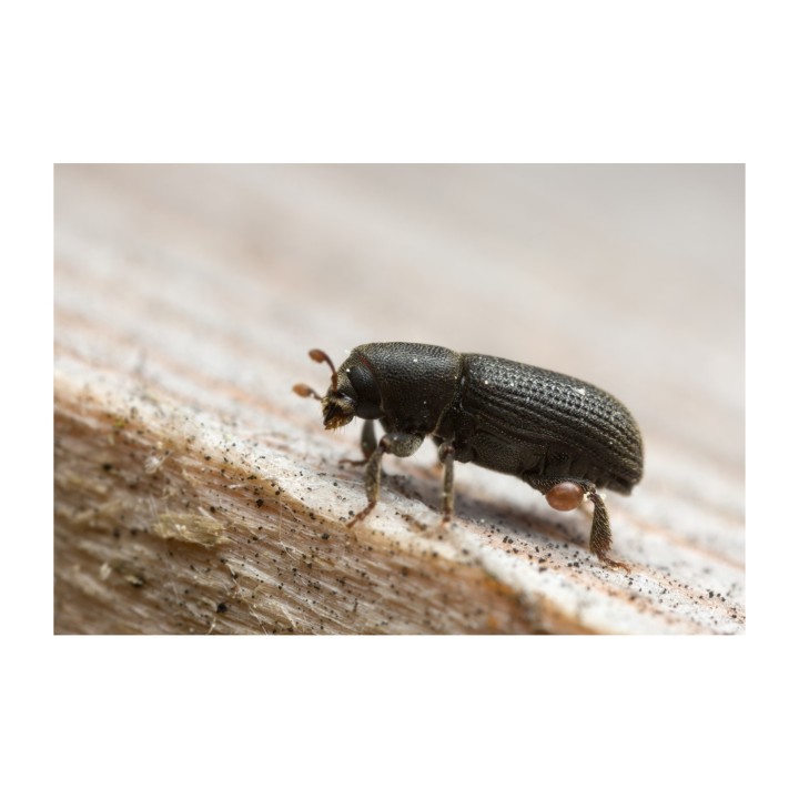 Kairomone Scolyte Tomicus piniperda, 60 jours
