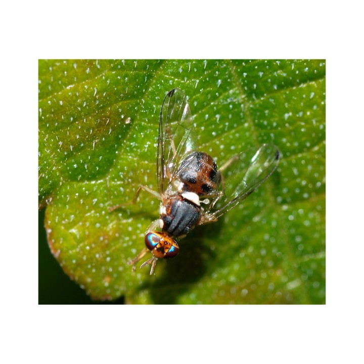 Piège à insectes ECONEX PIÈGE BOUTEILLE