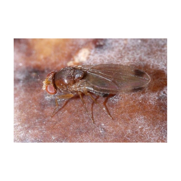 Piège Drosophile Suzukii ECONEX PIÈGE BOUTEILLE DS