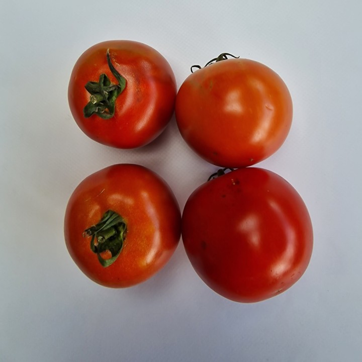 Graines de Tomate SAINT PIERRE ronde - Non traité
