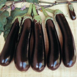 Graines de Aubergine BALUROI F1 - Non traité