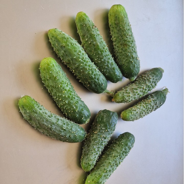 Graines de Cornichon vert petit DE PARIS épineux - Non traité