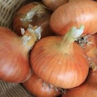 Graines de Oignon jaune DE MULHOUSE - Non traité