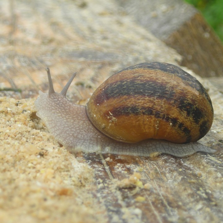 Aliment pour escargot Nutriscargot élevage Le Père François, 25 kg
