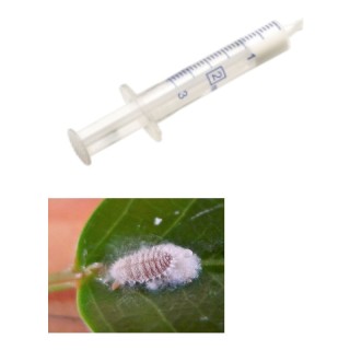 Diffuseur phéromone seringue Citri Pro Caps contre la cochenille farineuse des agrumes (Planococcus citri)