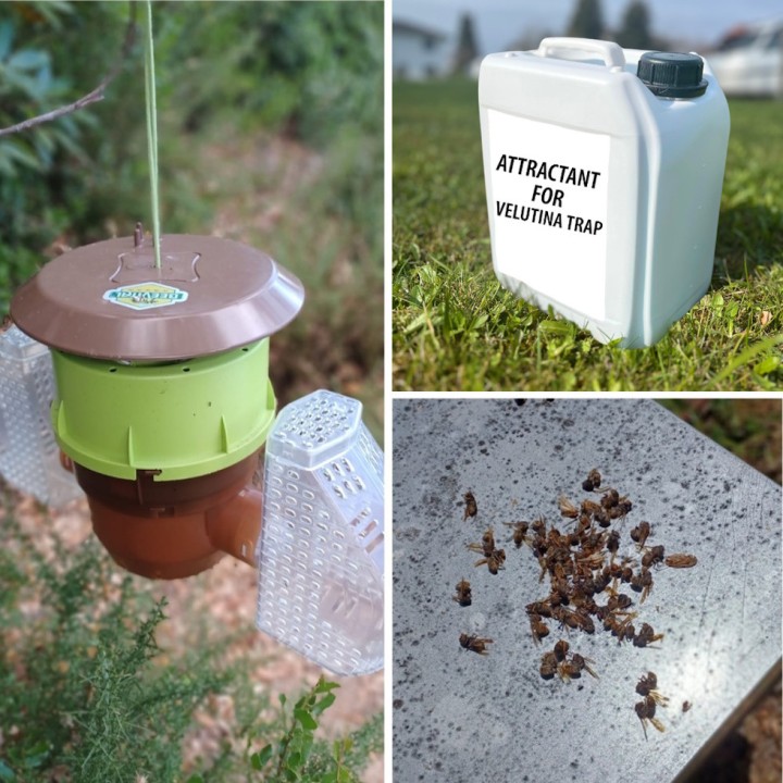 Attractif piège Velutina BeeVital pour frelon asiatique - 5 L