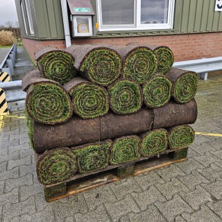 Gazon de Placage Naturel RollGazon Hollande Premium Frozen Traditionnel largeur 54cm Rouleau de 188cm
