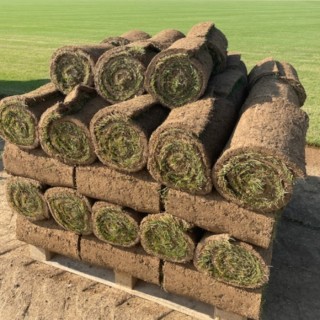 Rouleau de Gazon de Placage Naturel RollGazon origine France Type Agrément & Espaces-Verts au m2