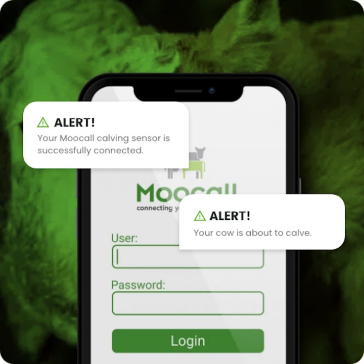Capteur de vêlage vert/rouge pour bovins Moocall