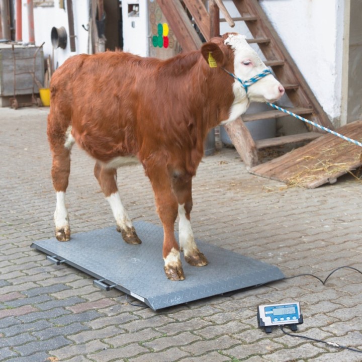 Balance plateforme complète animaux PS2000, graduation 500 gr, 1000 kg