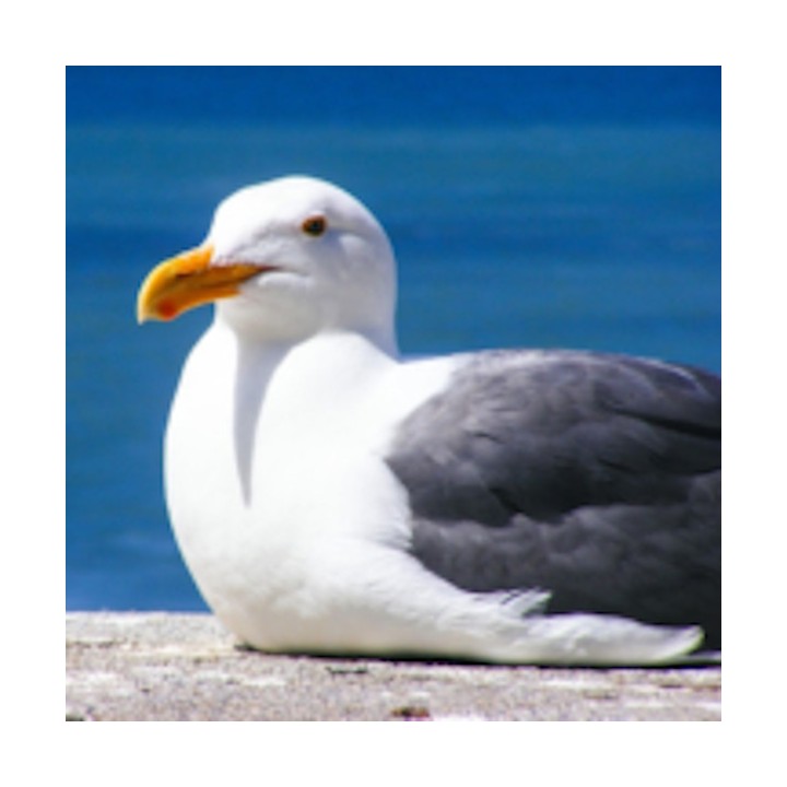 Répulsif Effaroucheur électronique sonore oiseaux Bird-X Peller PRO - Version oiseaux Marins