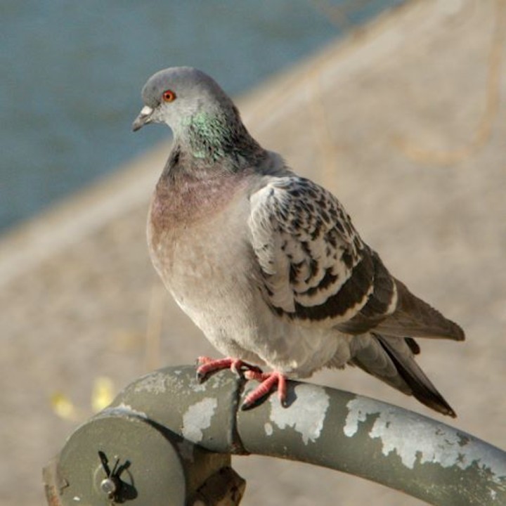 Répulsif Effaroucheur électronique sonore oiseaux Bird-X Peller PRO - Version oiseaux Ville