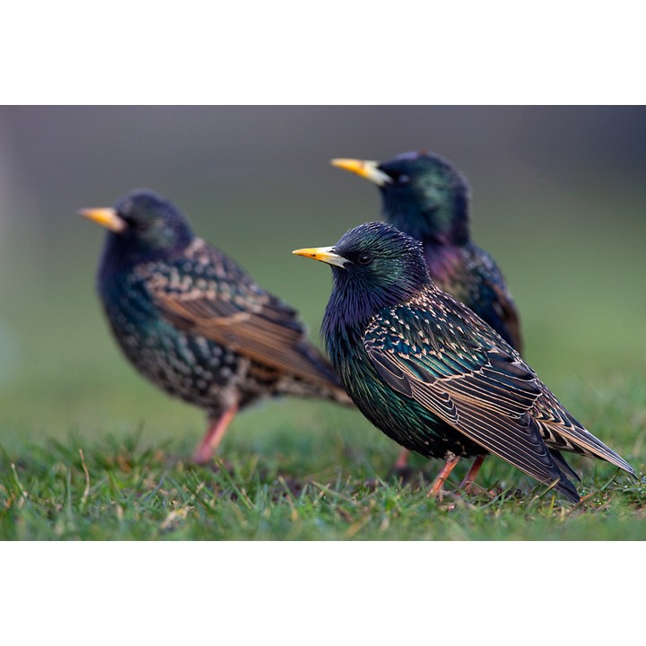 Répulsif Effaroucheur électronique sonore oiseaux Super Bird-X Peller PRO - Version oiseaux Agricoles