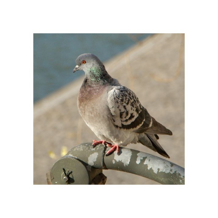 Répulsif Effaroucheur électronique sonore oiseaux Super Bird-X Peller PRO - Version oiseaux Ville