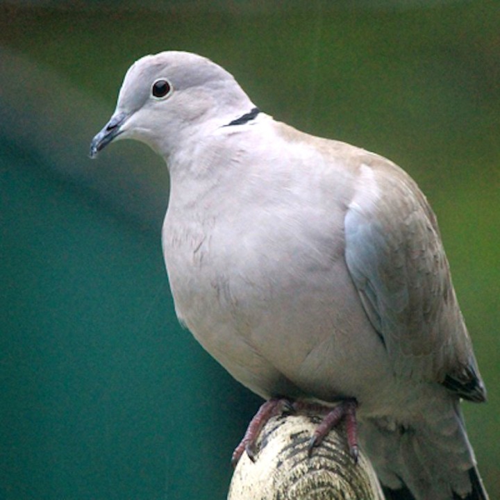 Répulsif Effaroucheur électronique sonore oiseaux Super Bird-X Peller PRO - Version oiseaux Ville