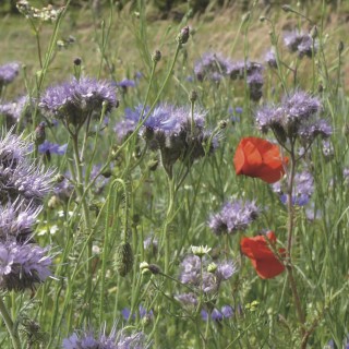 Mélange fleuri Protera BIO mellifère, 14 fleurs, sac 1 kg