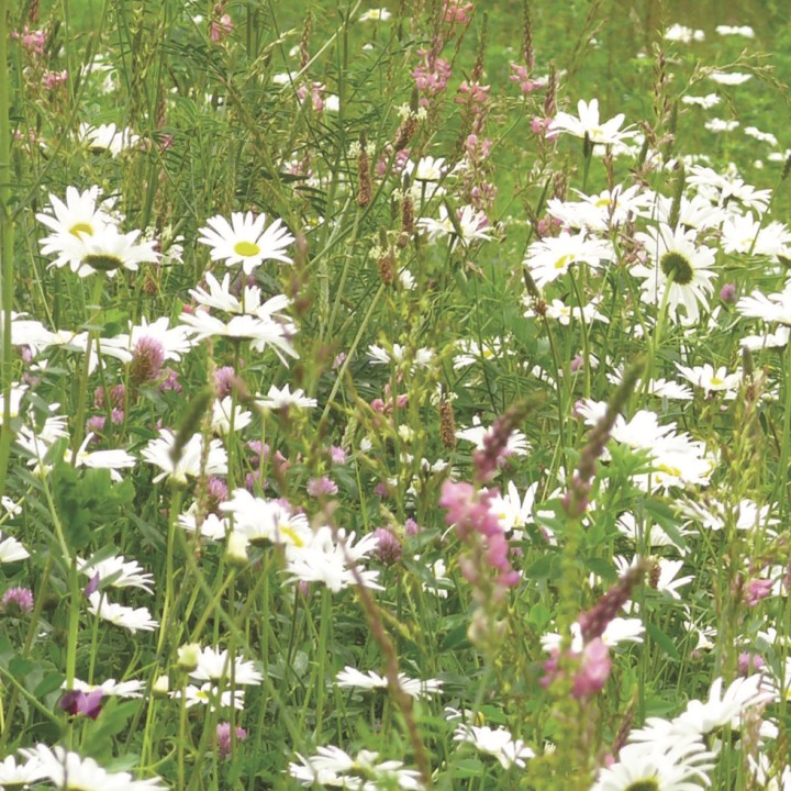 Mélange fleuri Barfleur Api'Cultures, 14 fleurs, sac 1 kg