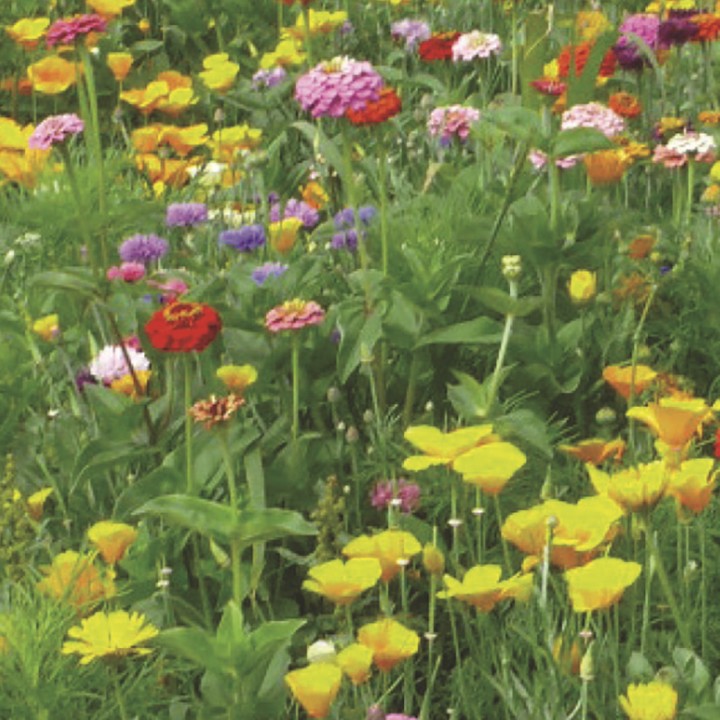 Mélange fleuri Barpaysage Hirondelle, 6 fleurs, sac 1 kg