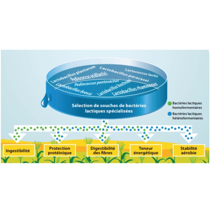Conservateur inoculant ensilage maïs et céréales Bonsilage Maïs, Schaumann 100 gr.