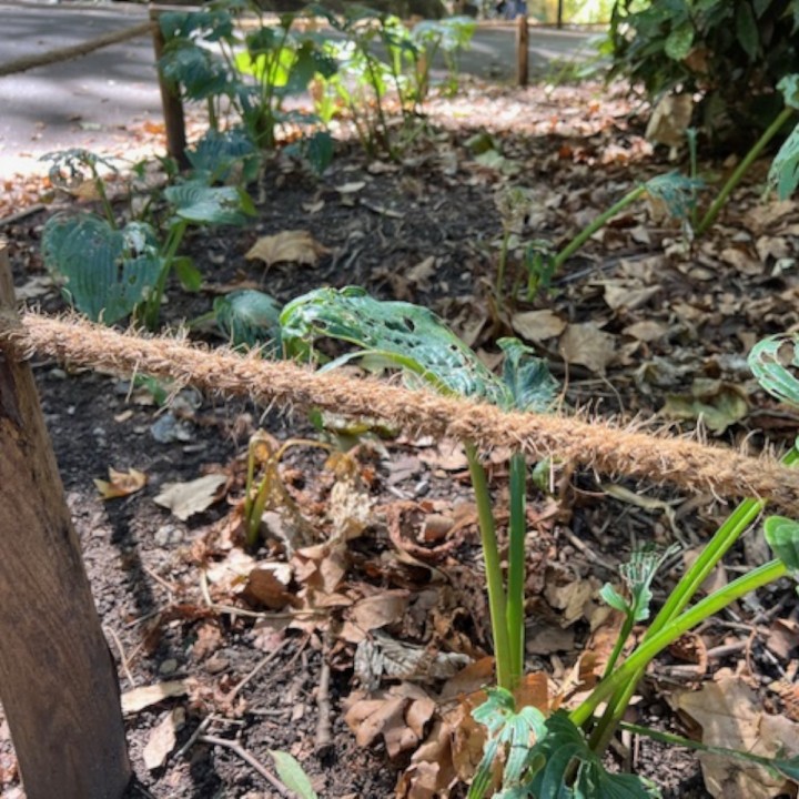 Corde COCO BIO pour Tuteurage Rouleau de 100m